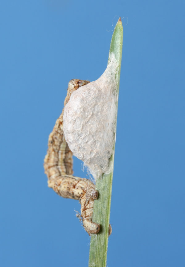 Bruco di geometride e Imenotteri Braconidae